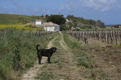 Photo 16 - Fattoria Manostalla