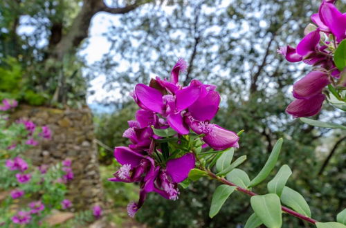 Photo 23 - JOIVY Villa Monterosso Apartment Giardino