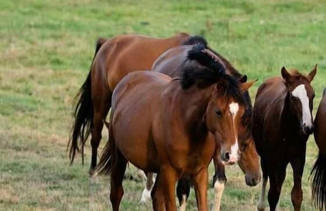 Mendi Alai - Foto 33