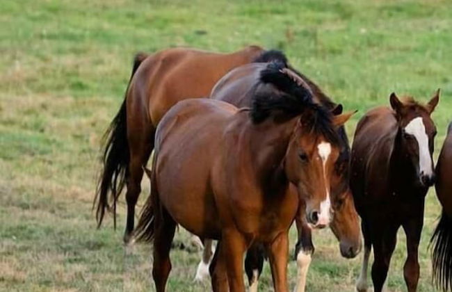 Mendi Alai - Foto 32