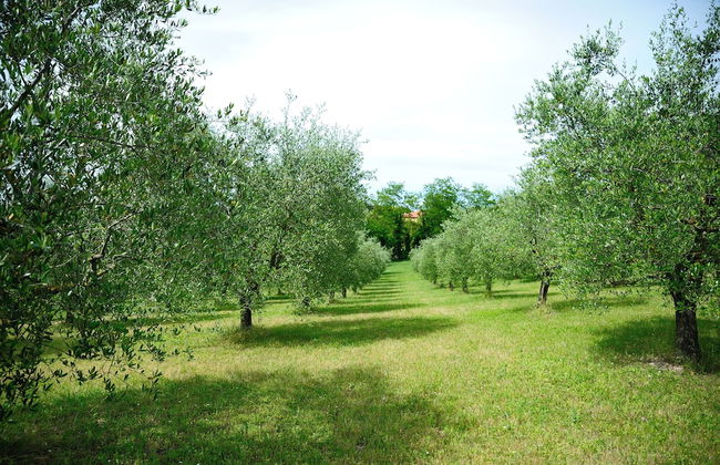 Agriturismo al Colle - Foto 44
