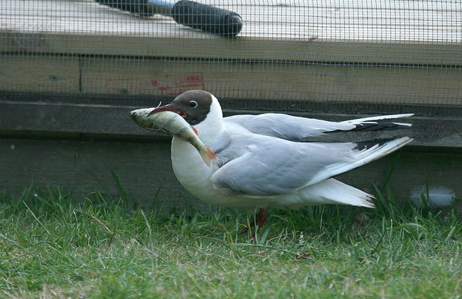 Quayside - Foto 12