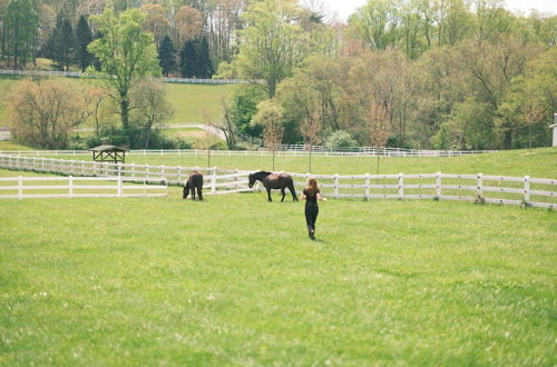 Foto 40 - The Horse Shoe Farm