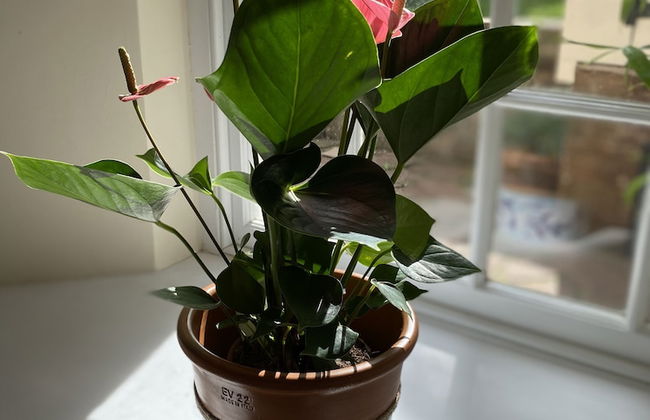 Cosy Nook Cottage - Foto 52