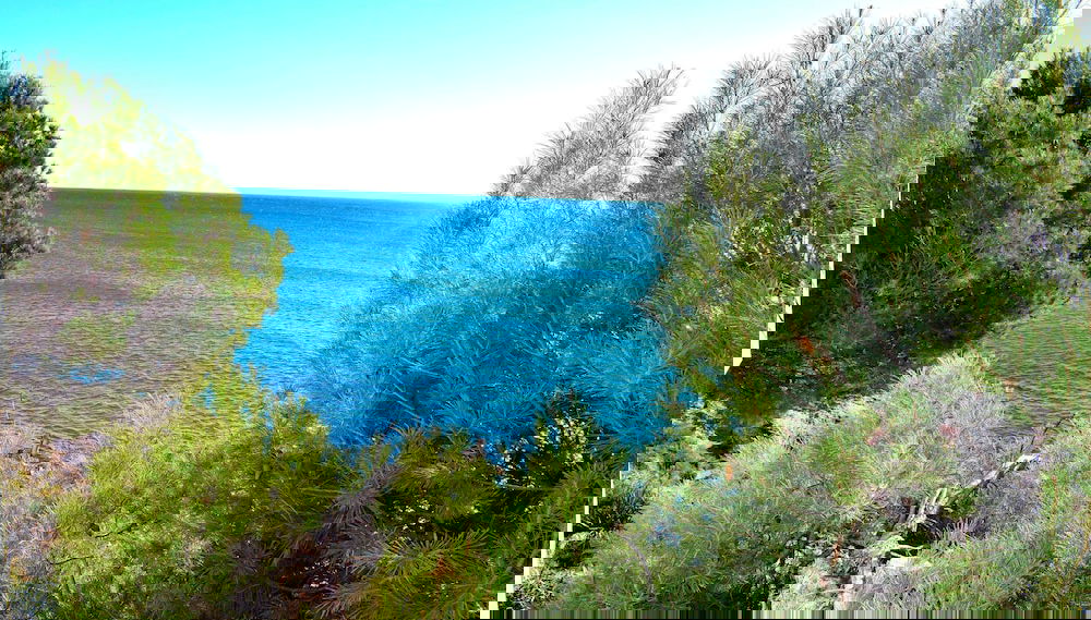 Image principale