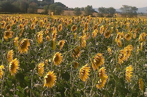 Photo 6 - Agriturismo Paradiso