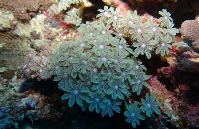 Vanuatu Uncharted Sport Fishing Lounge - Photo 24