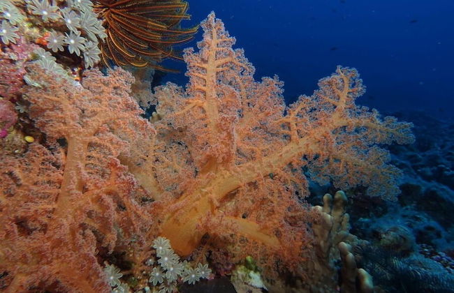 Vanuatu Uncharted Sport Fishing Lounge - Photo 25