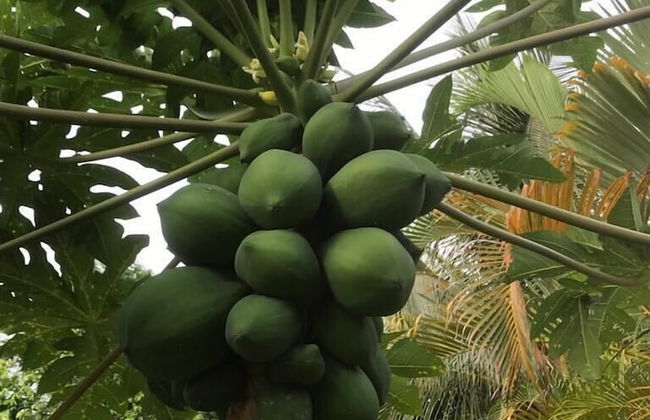 Vanuatu Uncharted Sport Fishing Lounge - Photo 44