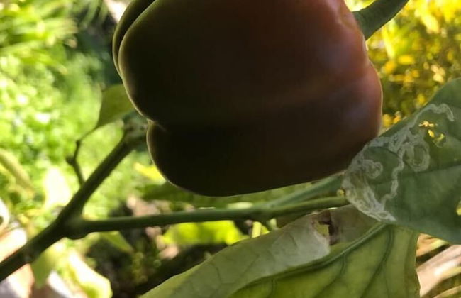 Vanuatu Uncharted Sport Fishing Lounge - Photo 47