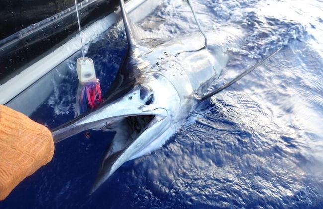 Vanuatu Uncharted Sport Fishing Lounge - Photo 30