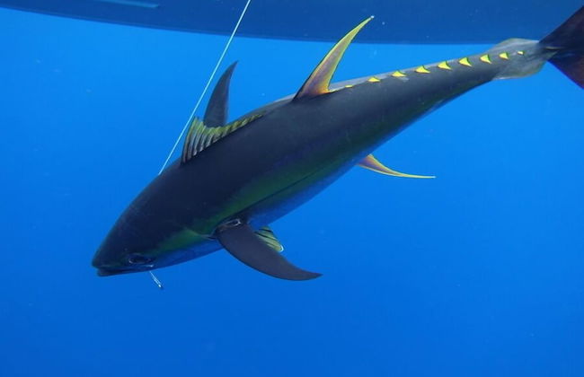 Vanuatu Uncharted Sport Fishing Lounge - Photo 31