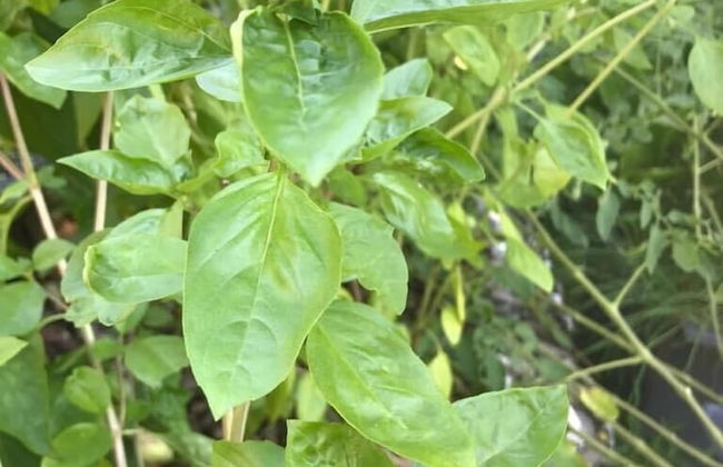 Vanuatu Uncharted Sport Fishing Lounge - Photo 45