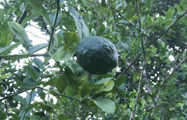 Vanuatu Uncharted Sport Fishing Lounge - Photo 46