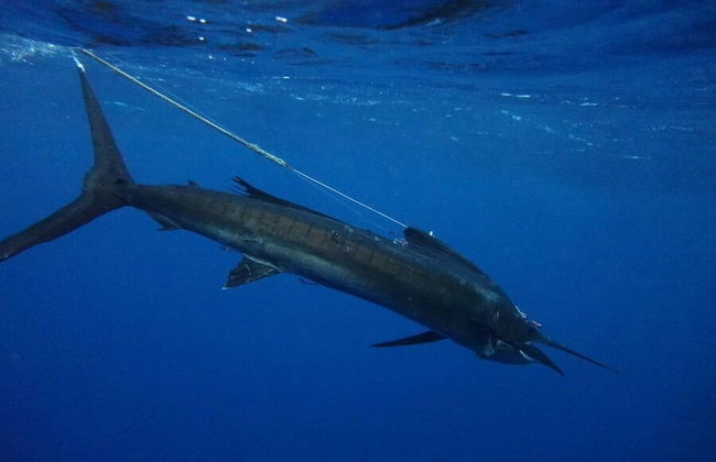 Vanuatu Uncharted Sport Fishing Lounge - Photo 28