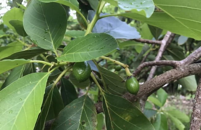 Vanuatu Uncharted Sport Fishing Lounge - Photo 48