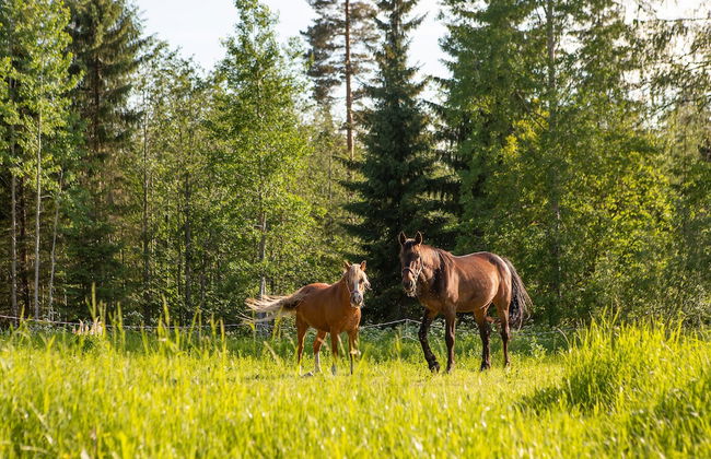 Valkeisen Loma - Foto 43