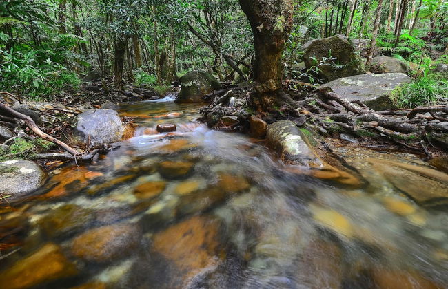 Daintree Cascades - Foto 42