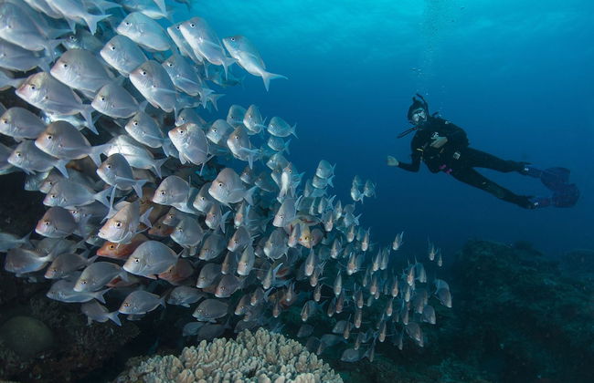Coral Divers - Foto 15