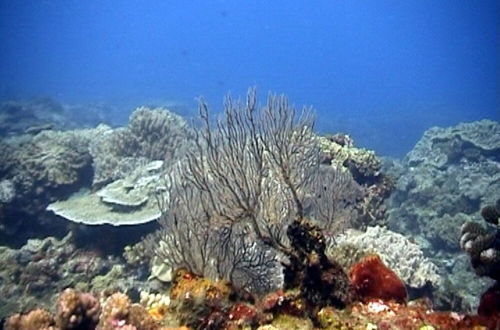 Foto 17 - Coral Divers