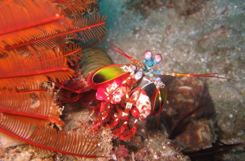 Photo 16 - Coral Divers