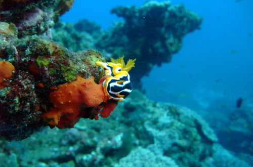 Foto 14 - Coral Divers