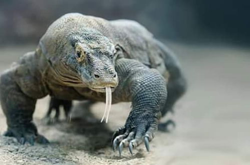 Foto 28 - Komodo Boat Trip