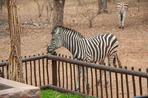 Foto 49 - Lovely Holiday Home Bordering Kruger National Park