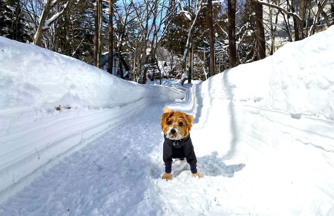 Hakuba Powder Mountain - Foto 80