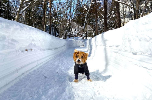 Photo 80 - Hakuba Powder Mountain