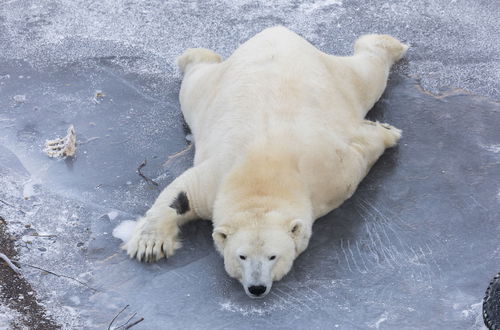 Photo 24 - Ranua Resort Arctic Igloos