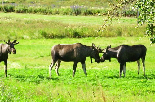 Foto 3 - 6 Person Holiday Home in Hamnvik