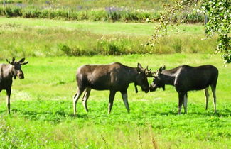 Photo 3 - 6 Person Holiday Home in Hamnvik