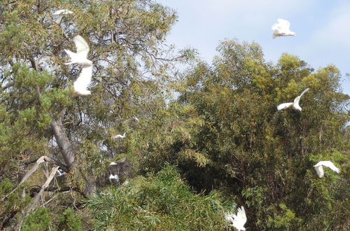 Photo 20 - Gilligan's Kangaroo Island