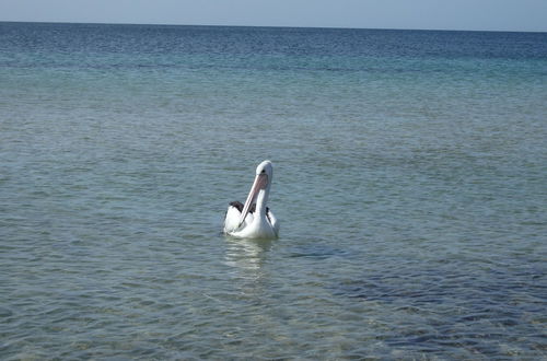 Foto 18 - Gilligan's Kangaroo Island