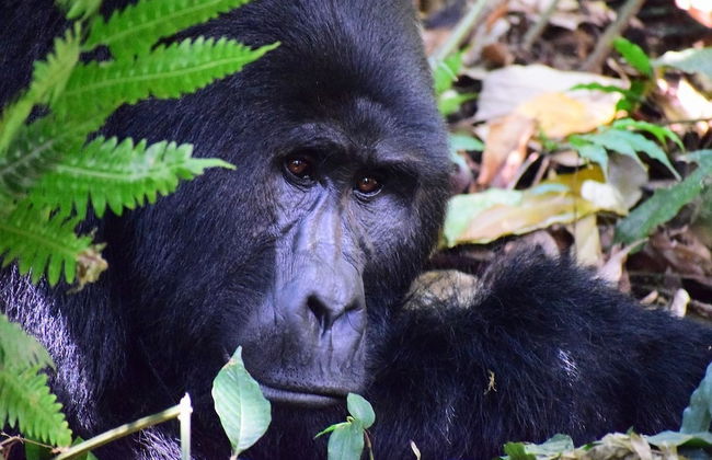 Victoria Lake View Guest House & Safaris - Foto 40