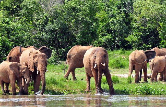Victoria Lake View Guest House & Safaris - Foto 33