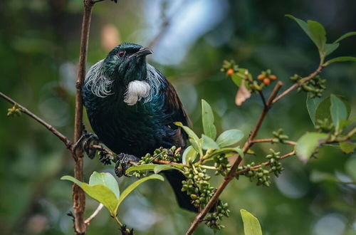 Photo 21 - Treetops - Forest Escape - Onetangi