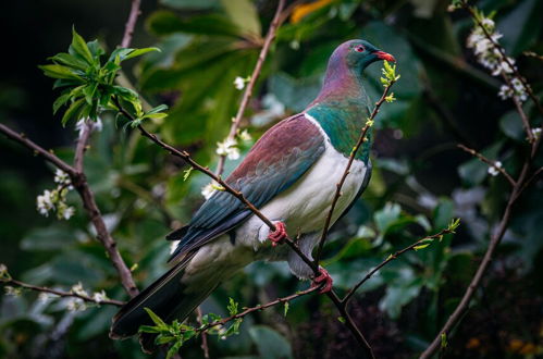 Photo 14 - Treetops - Forest Escape - Onetangi