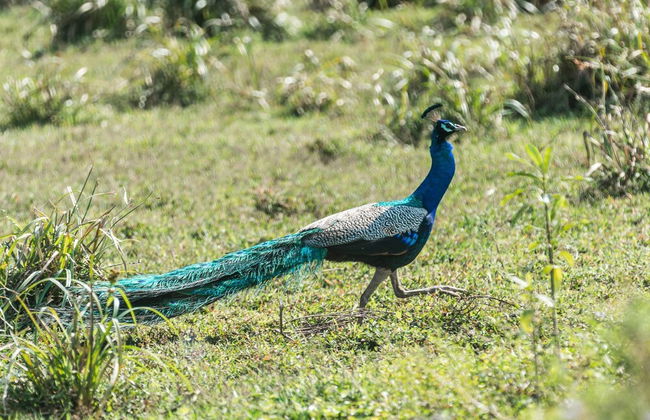 Galle Henna Estate - Photo 40