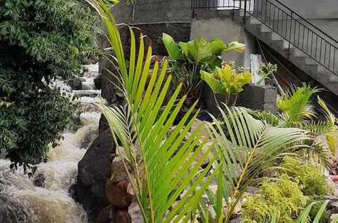 Photo 29 - Riverside Mount Simpson - Seychelles Island