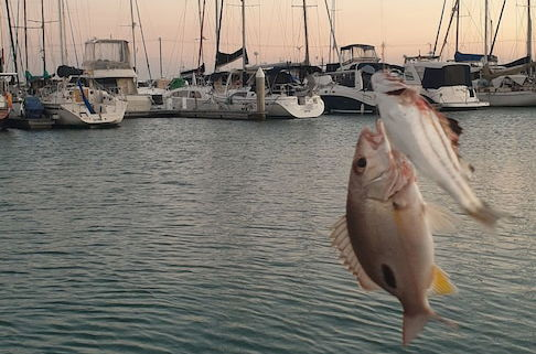 Photo 44 - Santalina On Hervey Bay