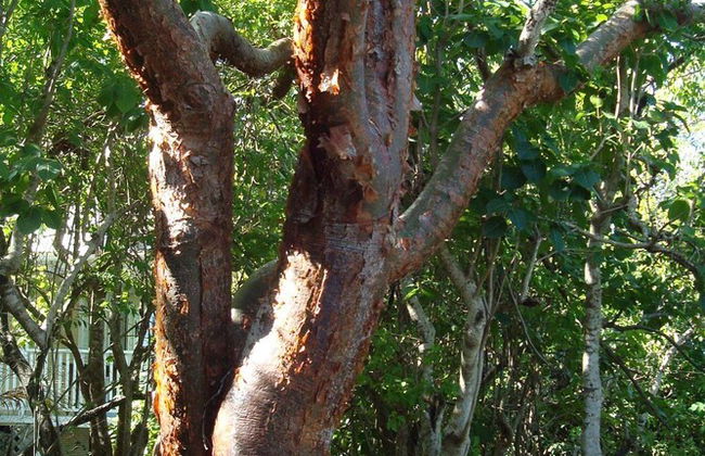 Galley Bay Cottages - Foto 61