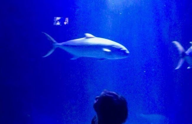 Casa Gianni Cala Gonone Mare - Foto 23