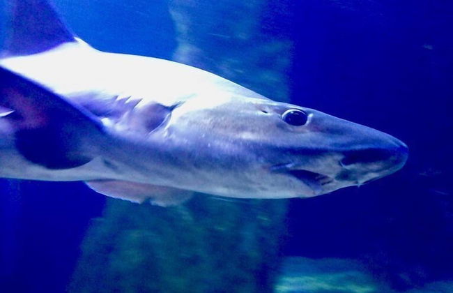 Casa Gianni Cala Gonone Mare - Foto 22