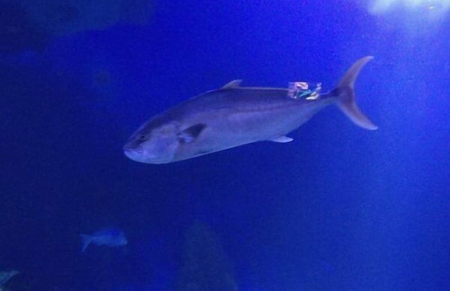 Casa Gianni Cala Gonone Mare - Foto 7