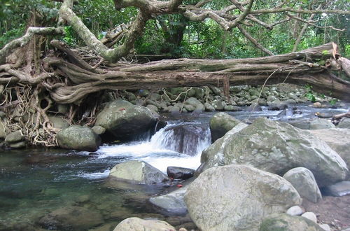 Photo 79 - Citrus Creek Plantation