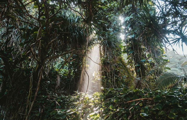 Bedulu Cliff Estate Ubud - Wood Side - Foto 76