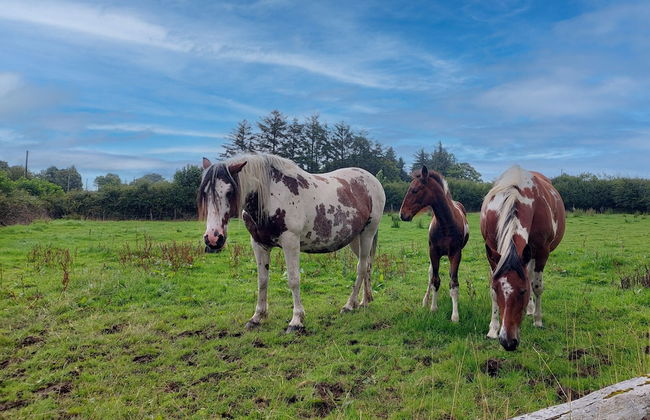 Farm View Cottage Castlerea - Foto 19