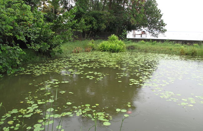 Hibiscus Earth - CGH Earth - Foto 17